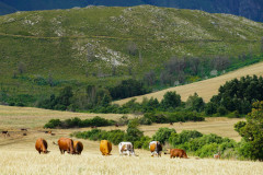 Kromrivier Farm, photo 6