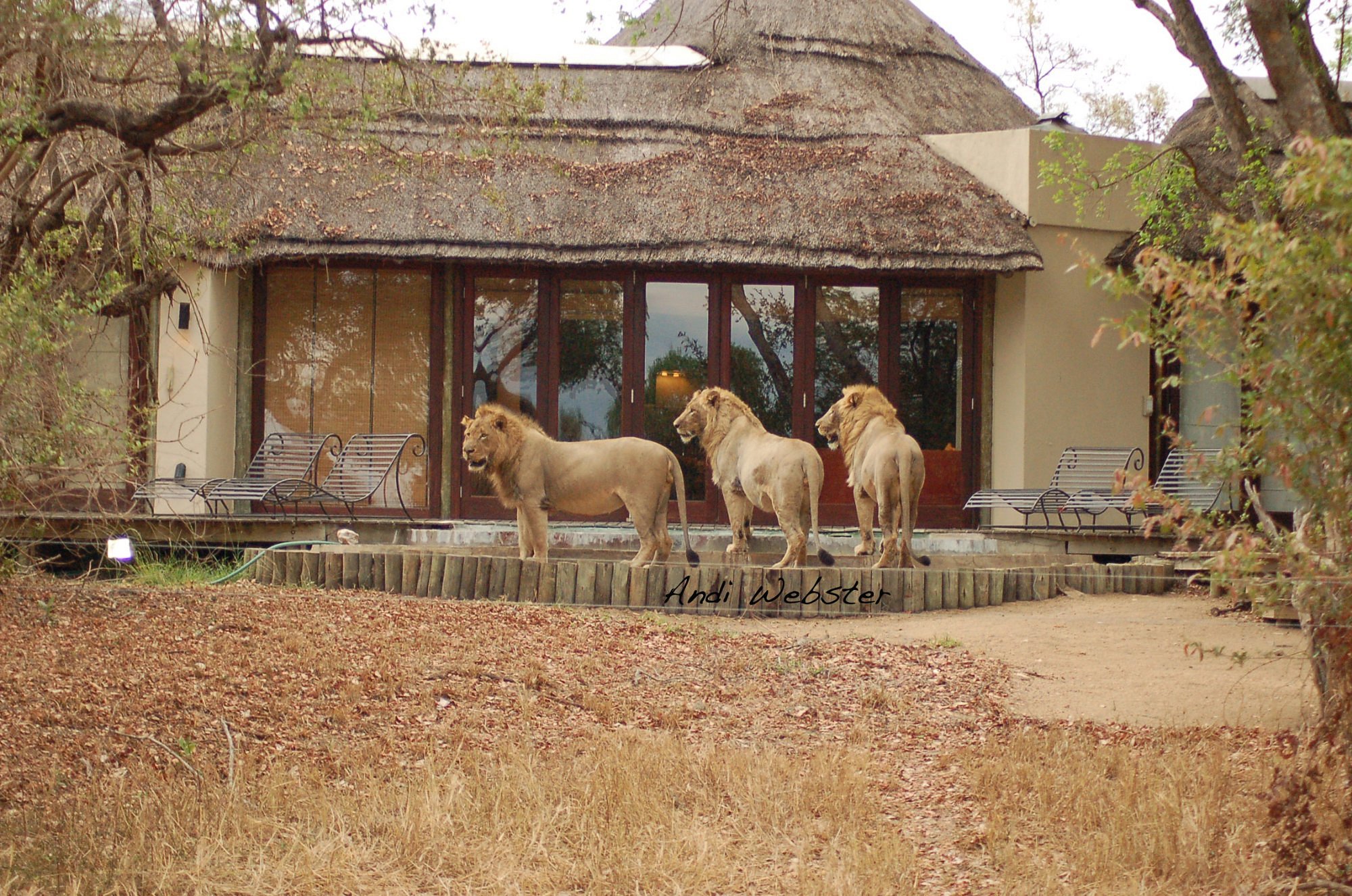 Tintswalo Safari Lodge & Manor — photo 11